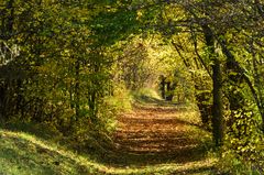 Herbstlicher Hohlweg