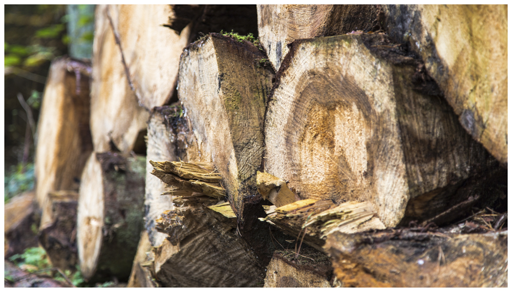 herbstlicher Holzstapel