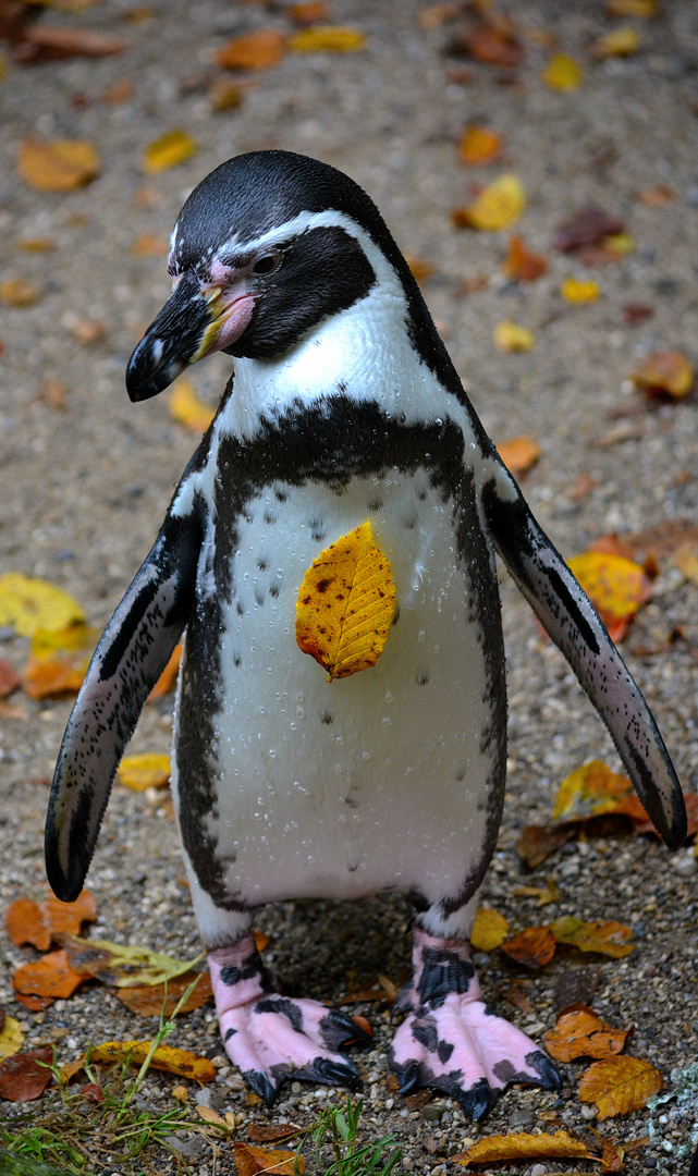 Herbstlicher Humboldtpinguin