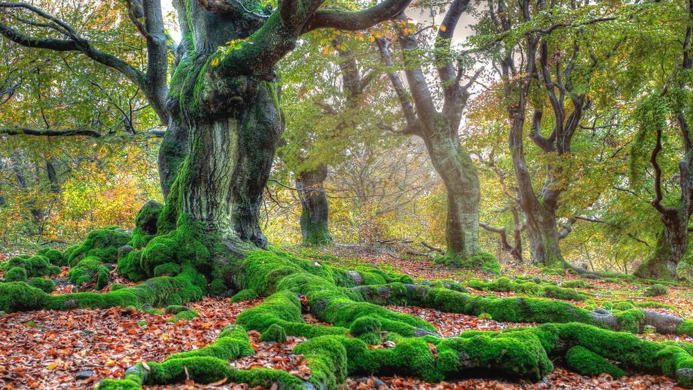 Herbstlicher Hutewald, leicht diesig