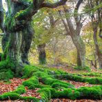 Herbstlicher Hutewald, leicht diesig