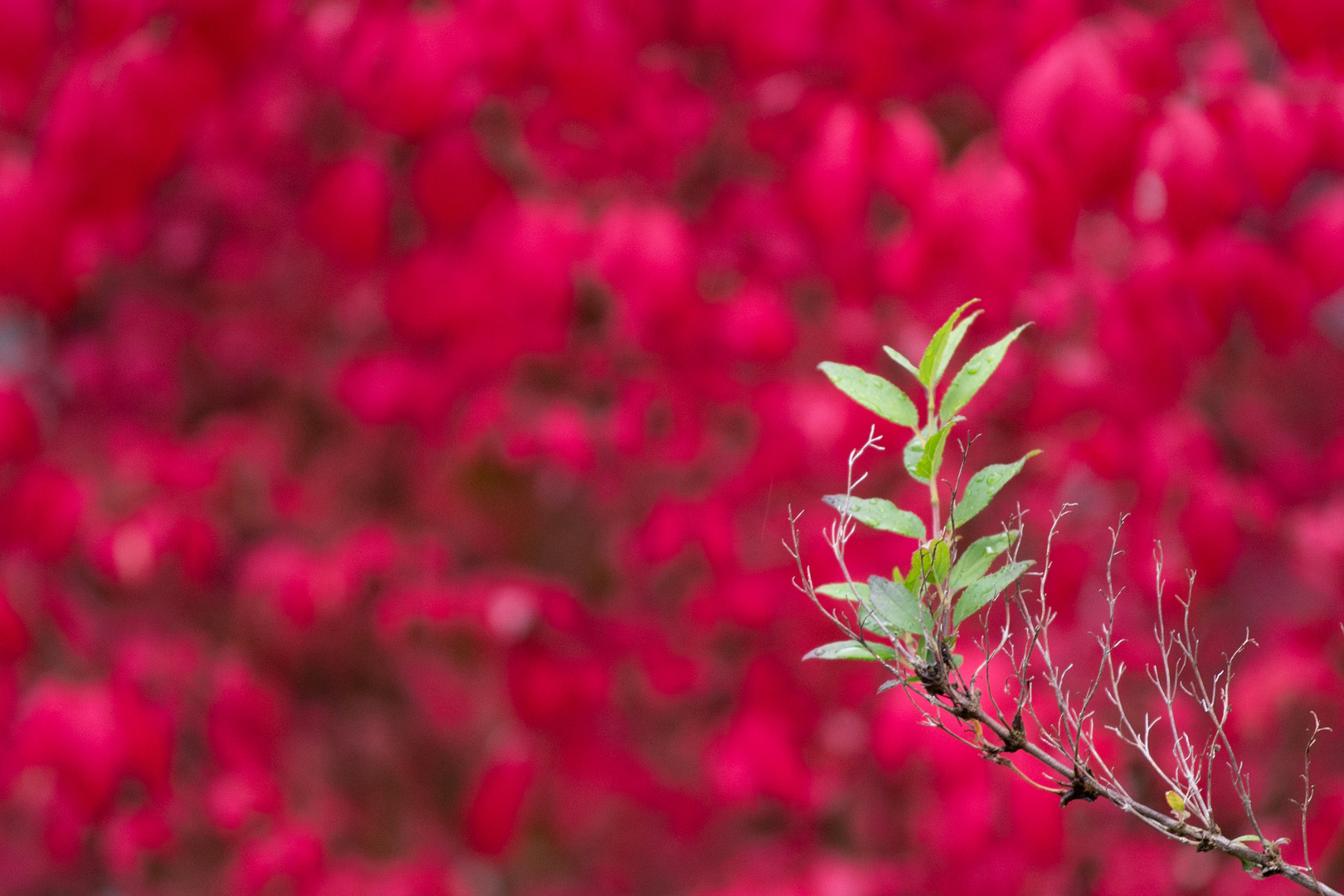 Herbstlicher Irrtum