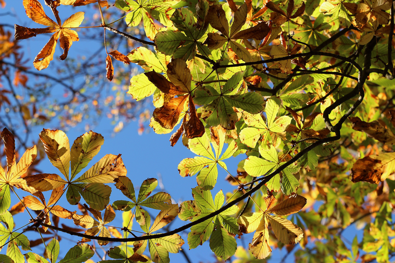 Herbstlicher Kastanienwald