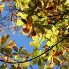 Herbstlicher Kastanienwald