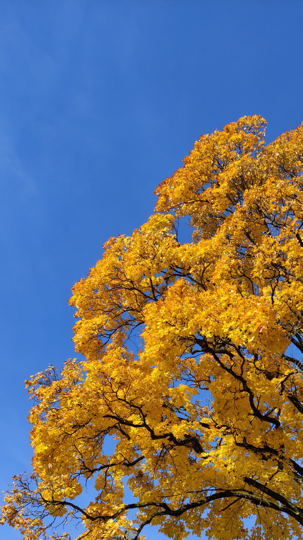 Herbstlicher Komplementärkontrast