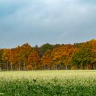 Herbstlicher Kontrast 