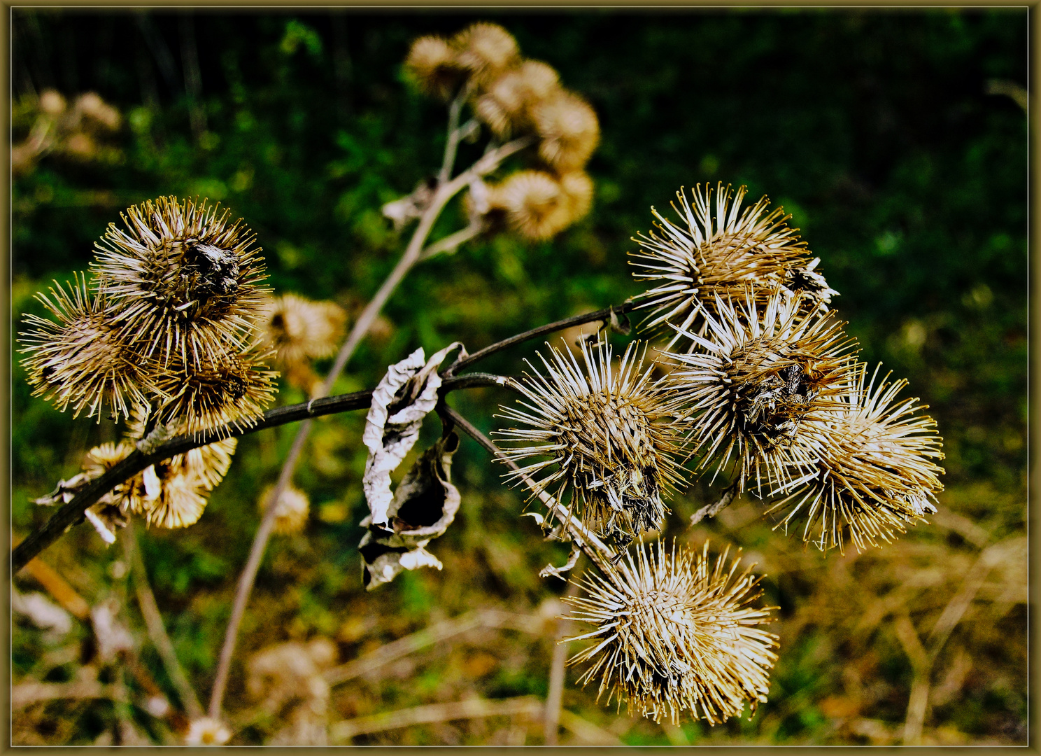 Herbstlicher Kratzdistelzweig