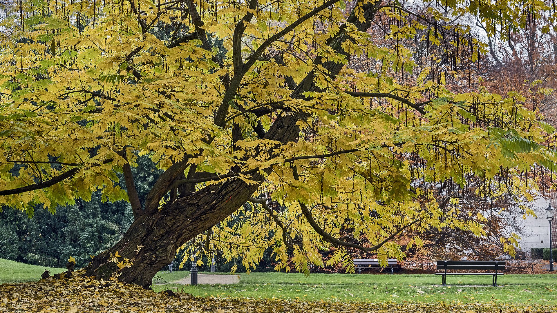 HERBSTLICHER KURPARK in Bad Homburg (2)