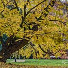 HERBSTLICHER KURPARK in Bad Homburg (2)