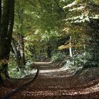 herbstlicher kurpark in tecklenburg