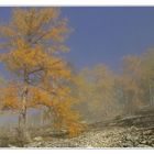 Herbstlicher Lärchenwald im Nebel.