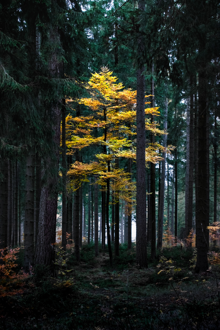 Herbstlicher Laubbaum im Nadelwald