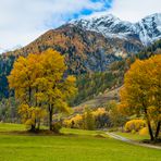 Herbstlicher Laubbaumtraum - I