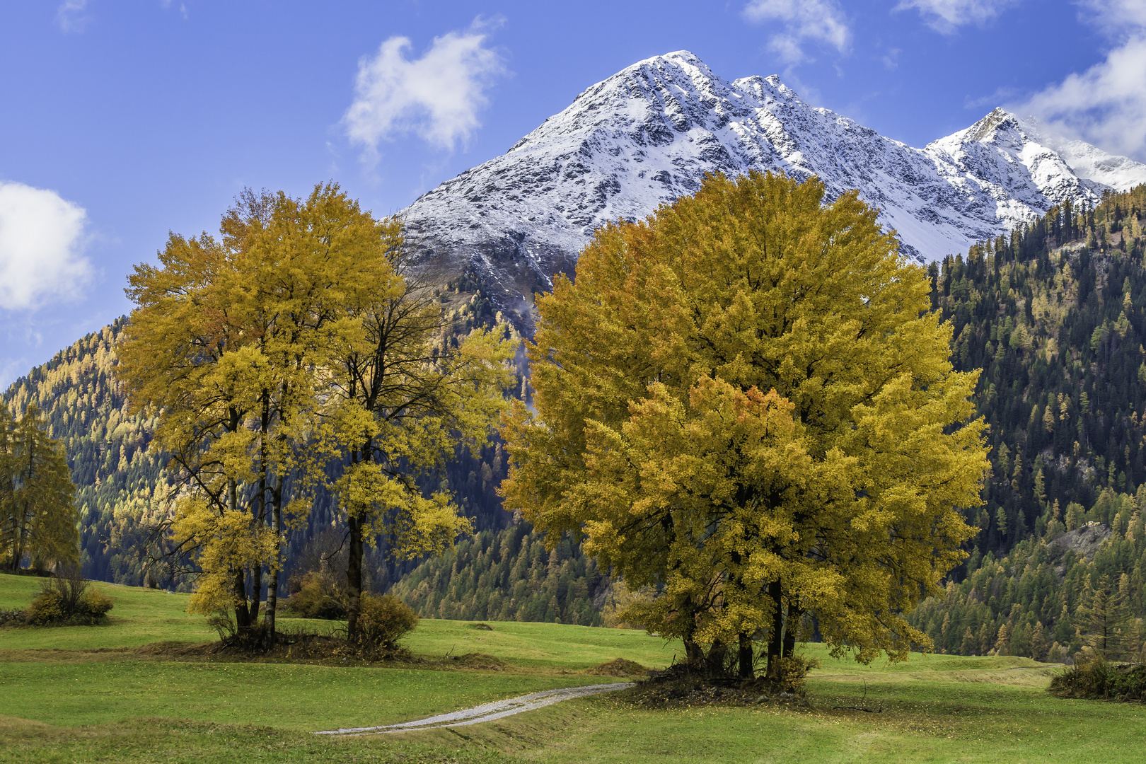 Herbstlicher Laubbaumtraum - IV