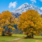 Herbstlicher Laubbaumtraum - IV