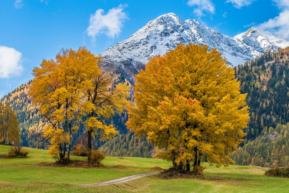 Herbstlicher Laubbaumtraum - IV