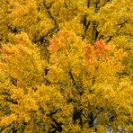 Herbstlicher Laubbaumtraum - V