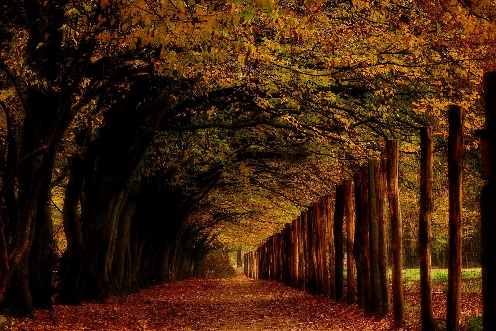 Herbstlicher Laubengang am Niendorfer Tiergehege