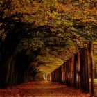 Herbstlicher Laubengang am Niendorfer Tiergehege