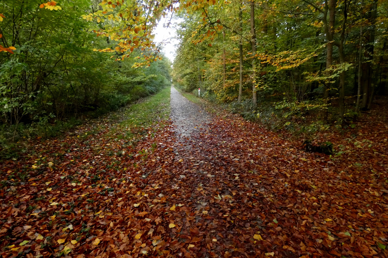 herbstlicher Laubwald