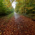 herbstlicher Laubwald