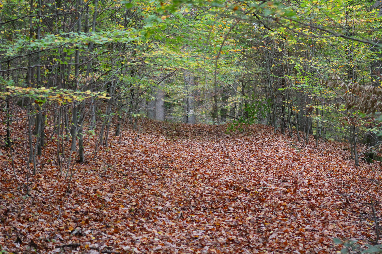 Herbstlicher Laubwald