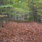 Herbstlicher Laubwald