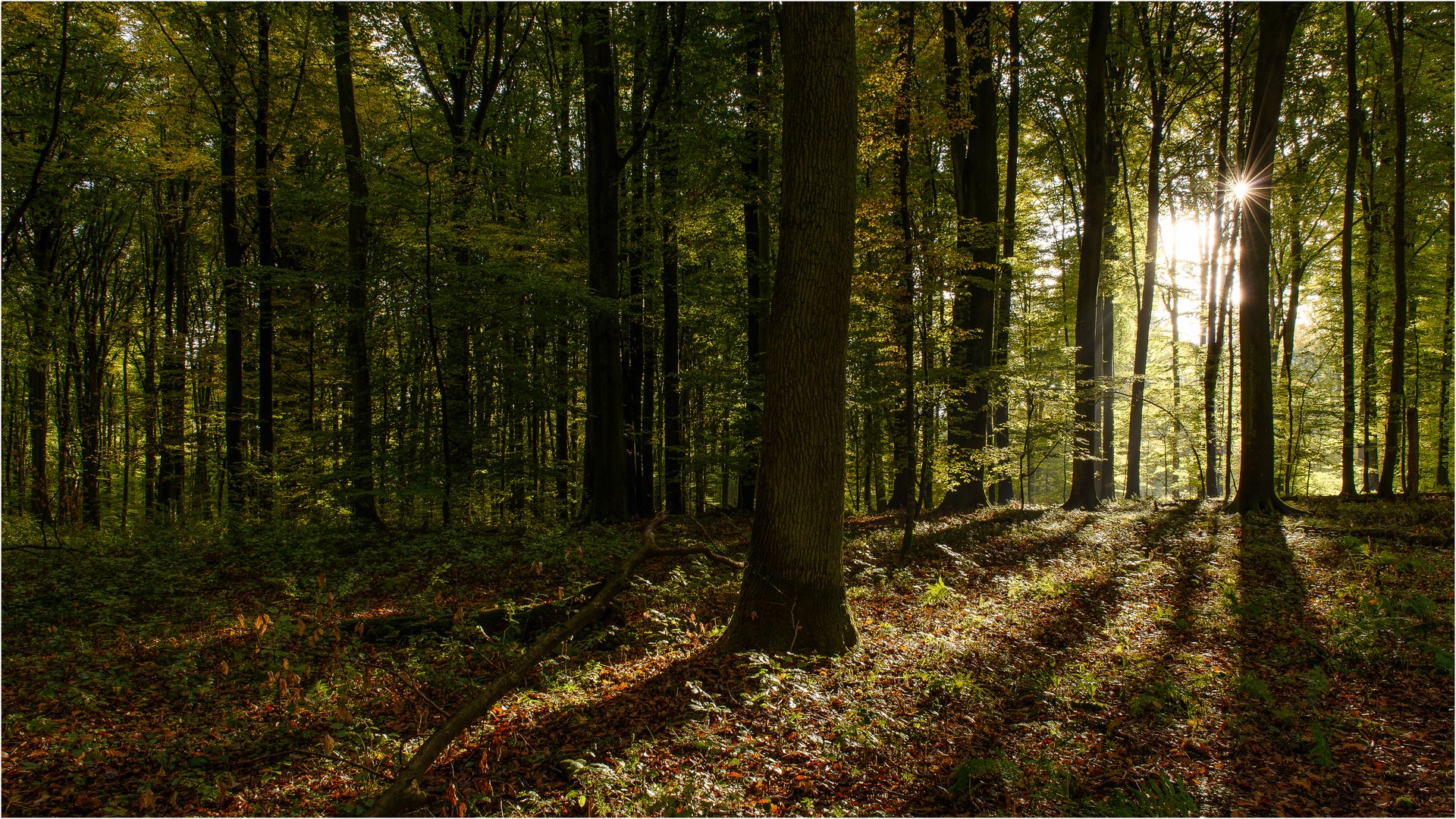 herbstlicher Laubwald