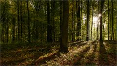 herbstlicher Laubwald