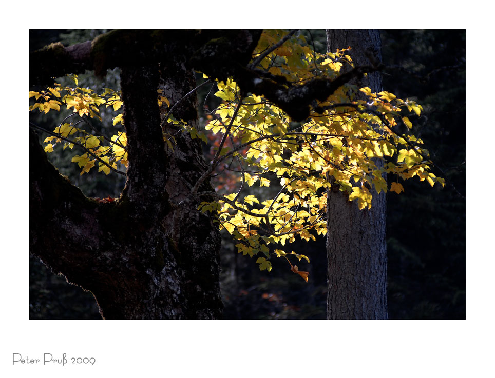 Herbstlicher Lichtblick