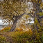 Herbstlicher Lichtblick auf der Donauinsel