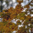 Herbstlicher Lichtzauber