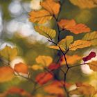 Herbstlicher Lichtzauber