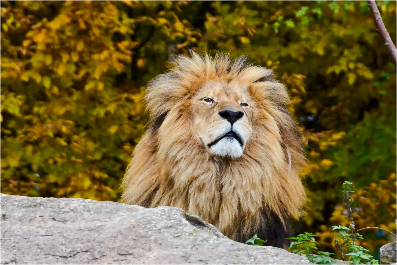 HERBSTLICHER LÖWE