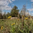 Herbstlicher Löwenzahn