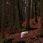 Herbstlicher Märchenwald