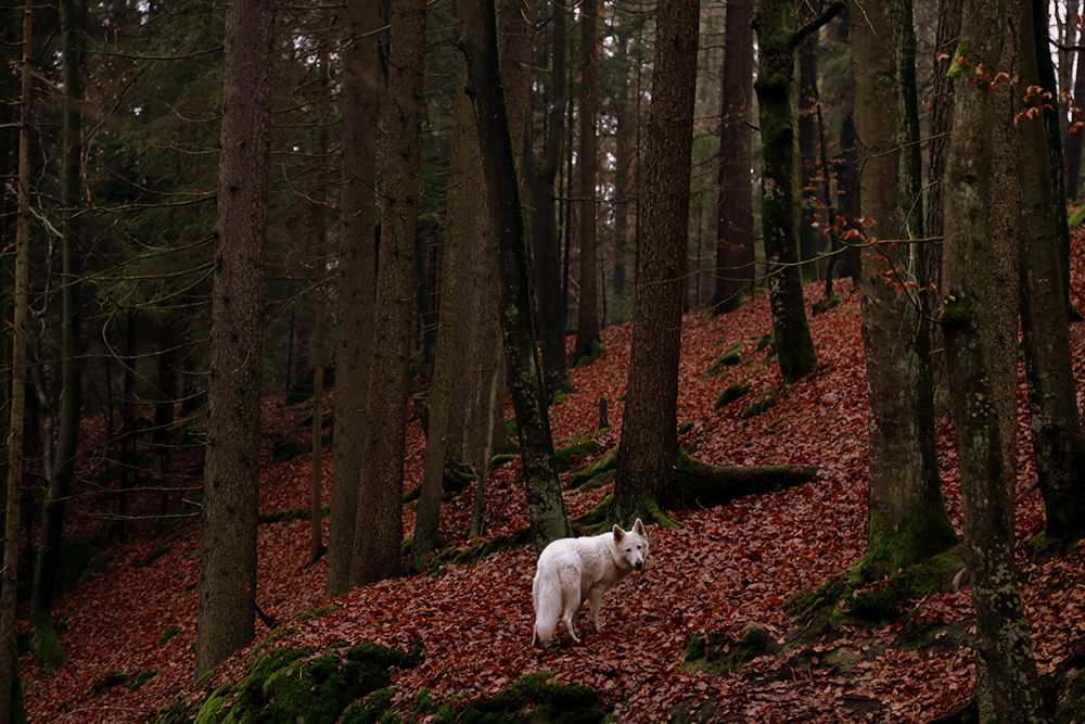 Herbstlicher Märchenwald