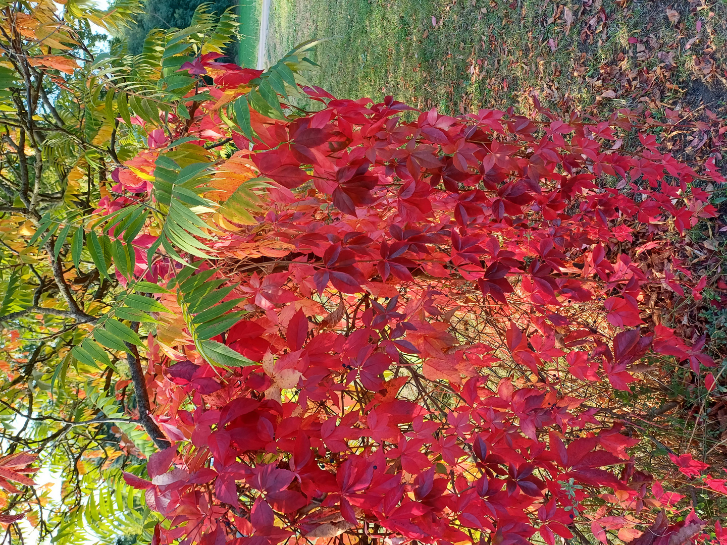 Herbstlicher Maschendrahtzaun
