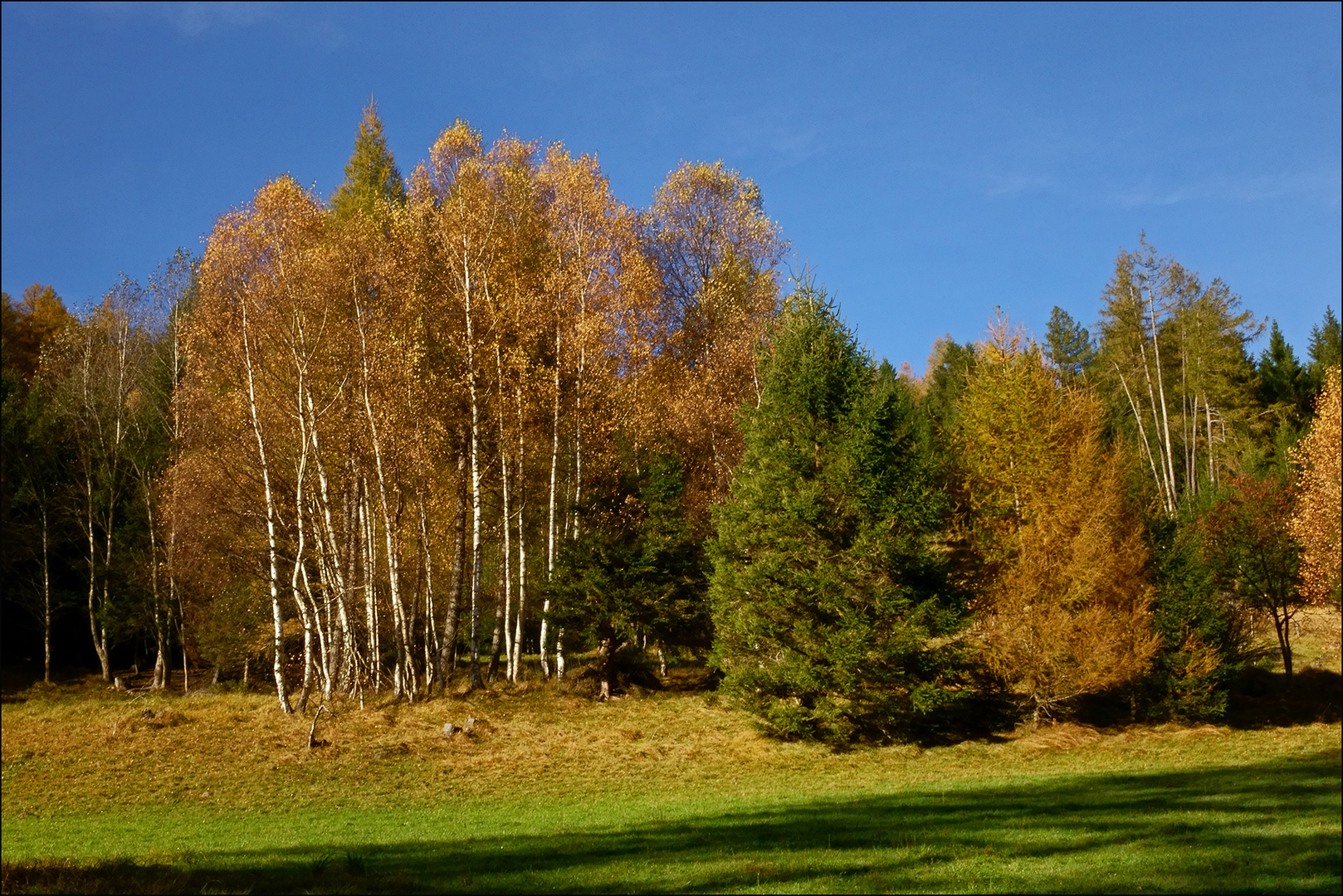 Herbstlicher Mischwald