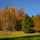 Herbstlicher Mischwald