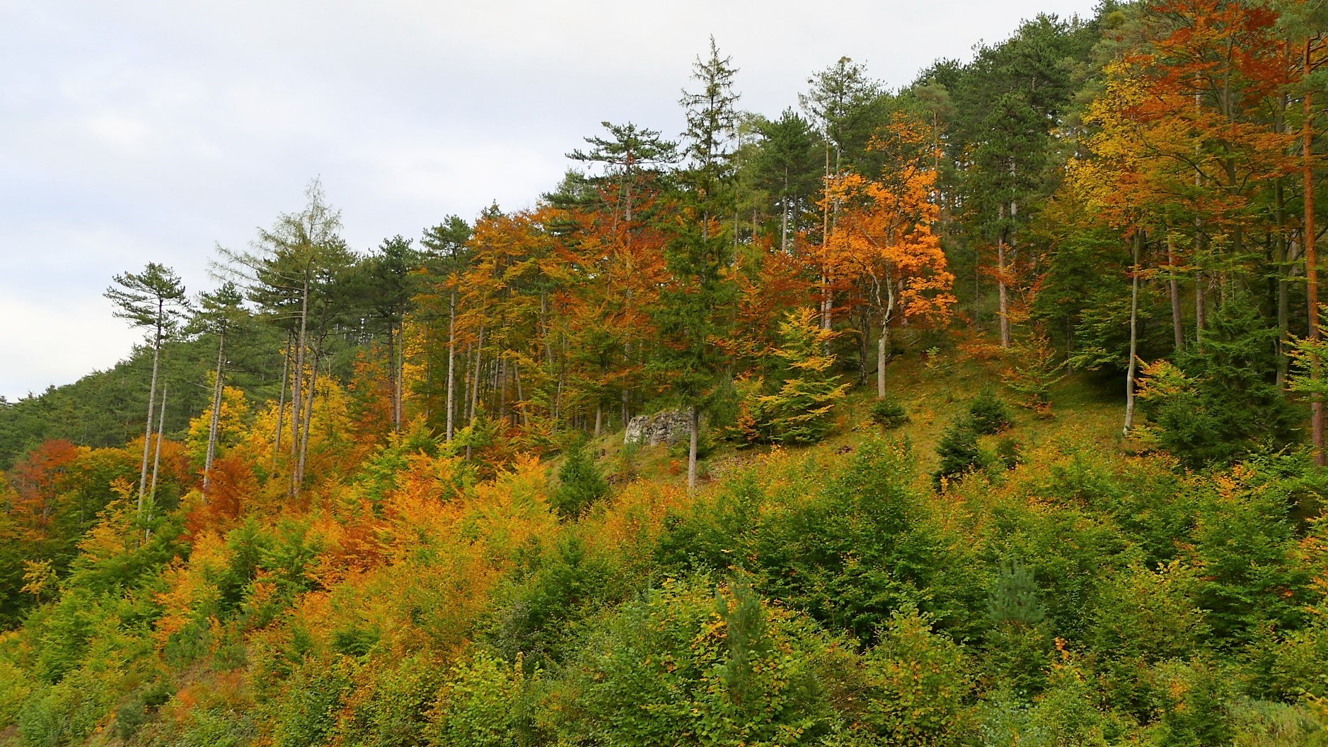 Herbstlicher Mischwald