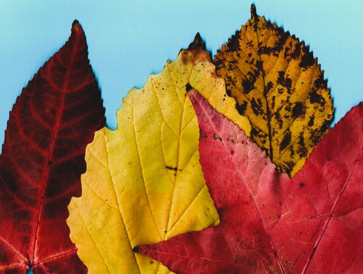herbstlicher Mischwald