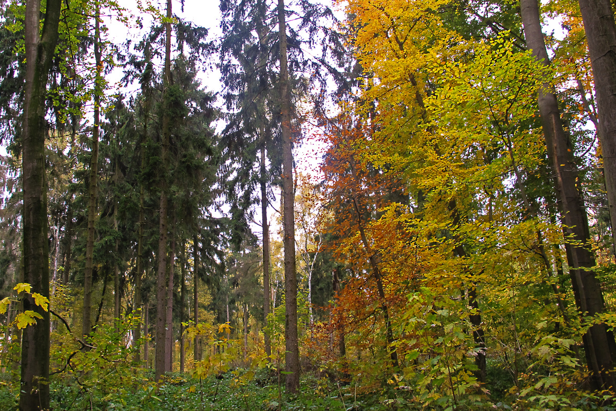 Herbstlicher Mischwald