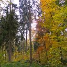 Herbstlicher Mischwald