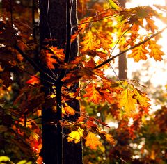 Herbstlicher Mischwald II