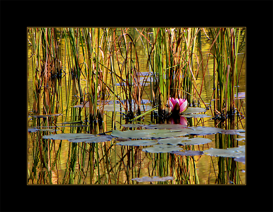 Herbstlicher Moorweiher