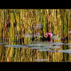 Herbstlicher Moorweiher