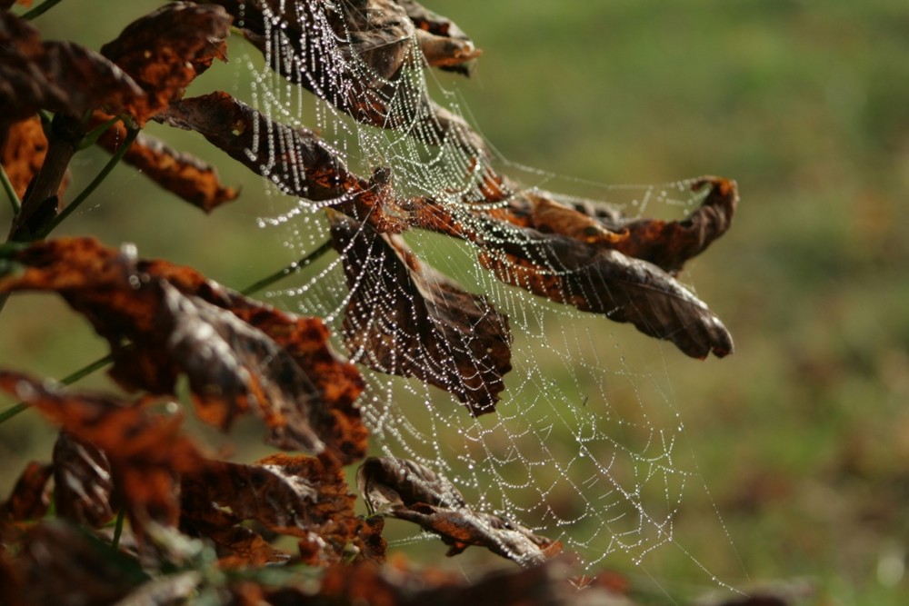 Herbstlicher Morgen