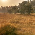 Herbstlicher Morgen am Niederrhein