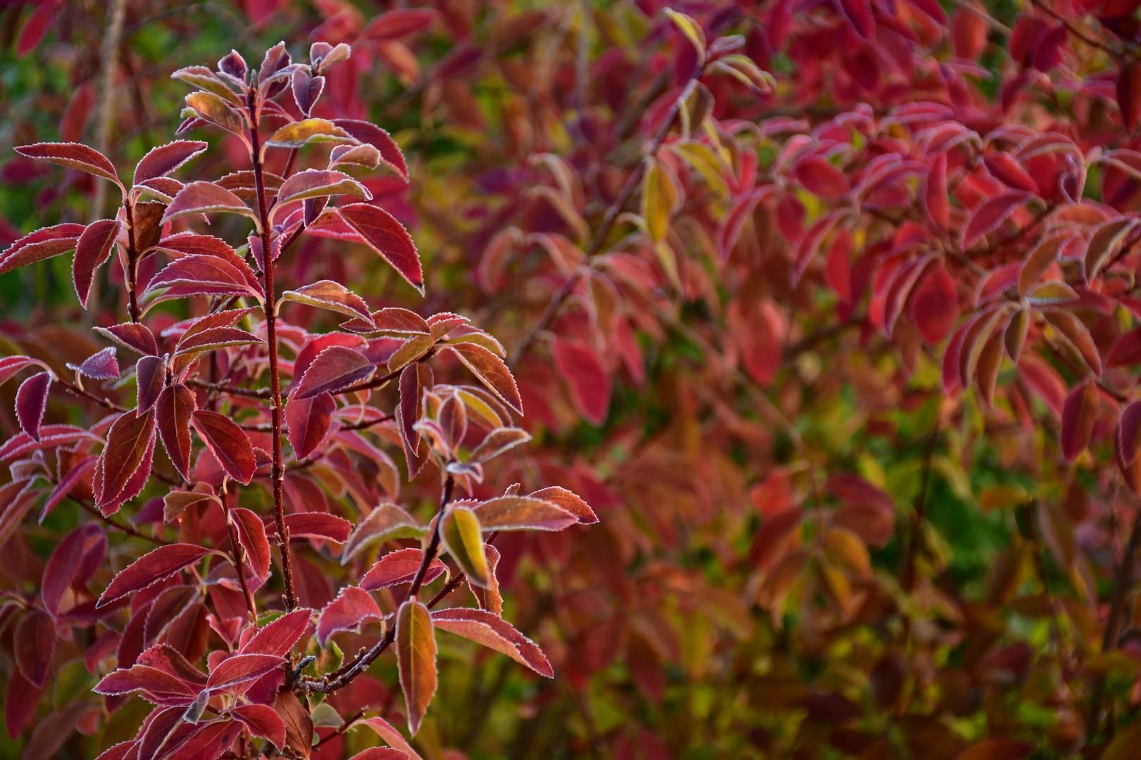 Herbstlicher Morgenfrost